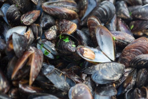 Clams and mussels